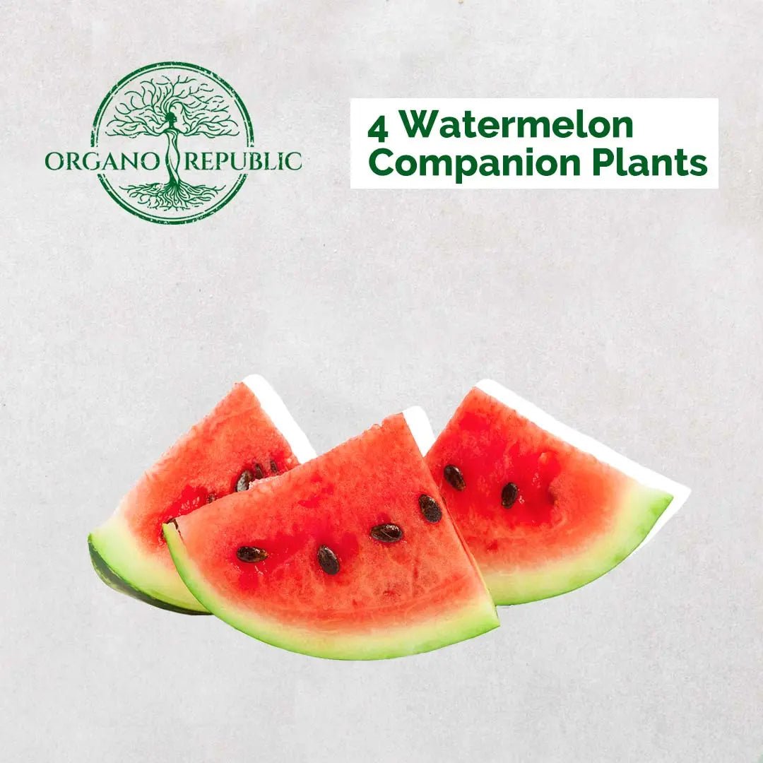 4 Watermelon Companion Plants - Organo Republic seeds store 4 Watermelon Companion Plants