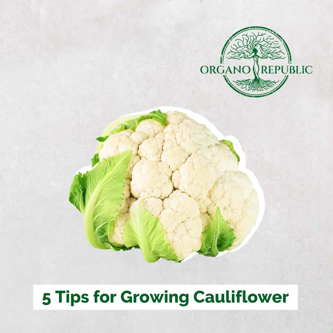 5 Tips for Growing Cauliflower - Organo Republic seeds store 5 Tips for Growing Cauliflower