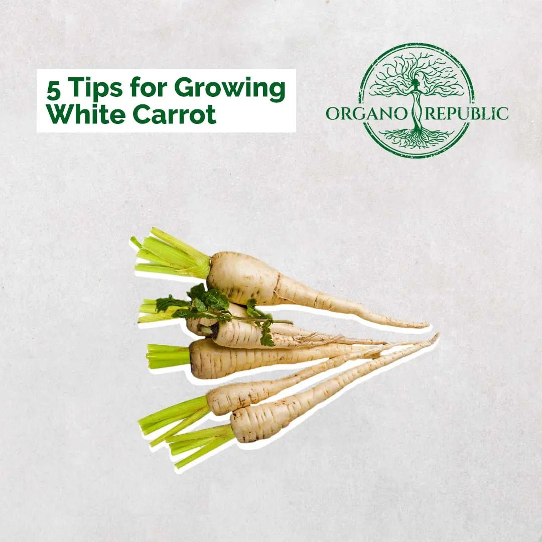 5 Tips For Growing White Carrot - Organo Republic seeds store 5 Tips For Growing White Carrot