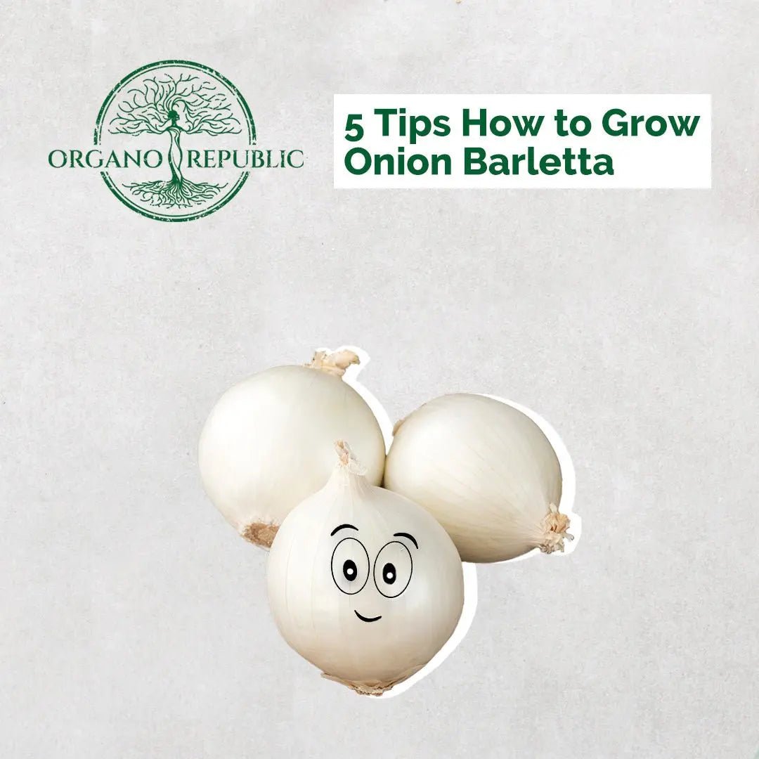 5 Tips How to Grow Onion Barletta - Organo Republic seeds store 5 Tips How to Grow Onion Barletta