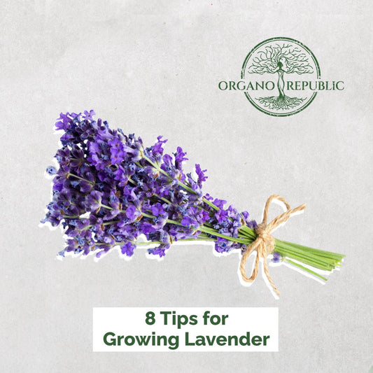 8 Tips For Growing Lavender - Organo Republic