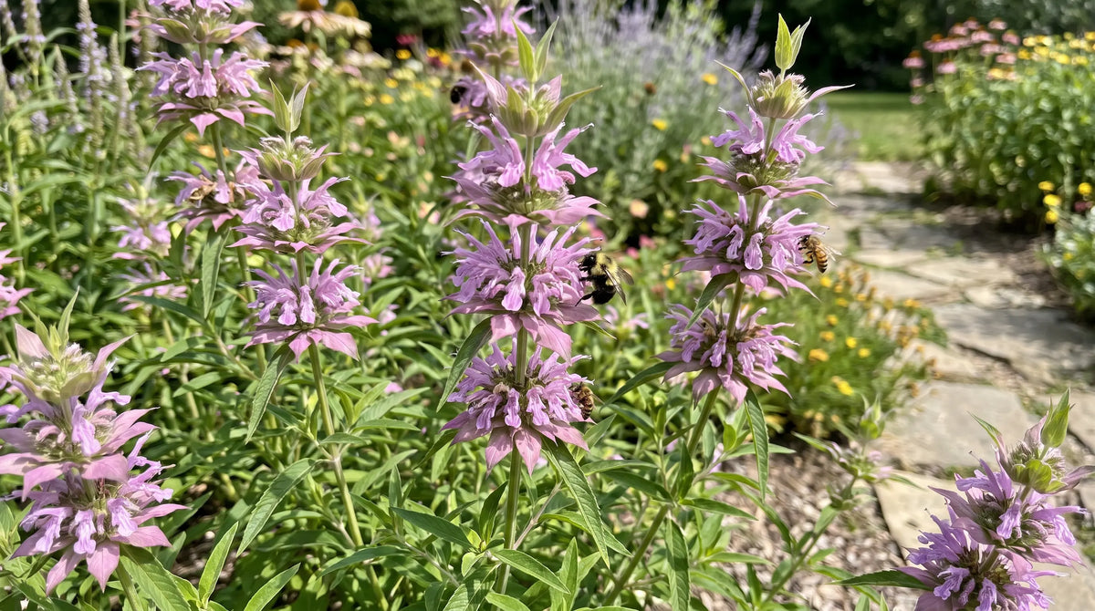 Lemon mint (Monarda citriodora) with lavender-pink flower whorls and a bee