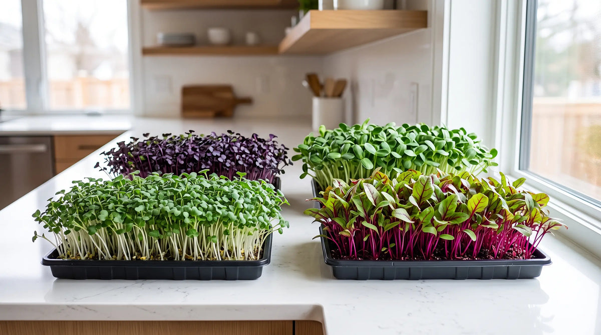 Trays of colorful broccoli, radish, beet, and sunflower microgreens at harvest on a kitchen counter