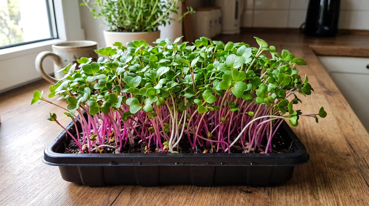 Radish microgreens growing densely in a tray at harvest stage