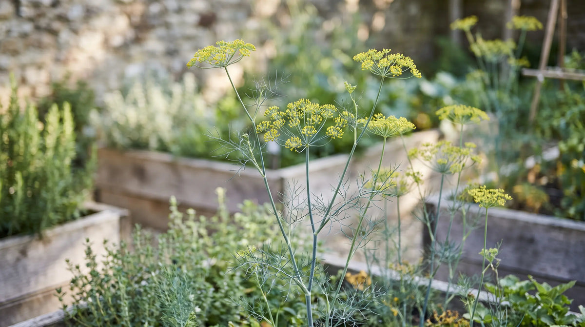 How to Harvest Dill Without Killing the Plant