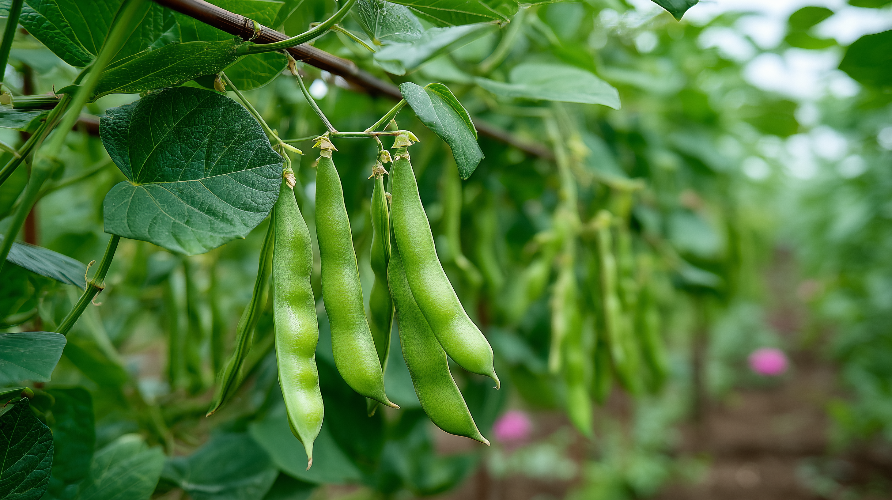 Lima Bean  Organo Republic