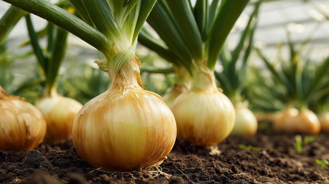 Walla Walla Onion - Organo Republic seeds store Walla Walla Onion