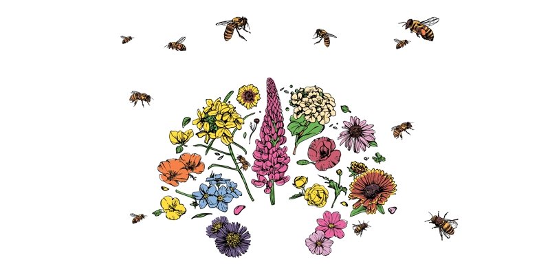 Bee-Mix Wildflowers - Organo Republic