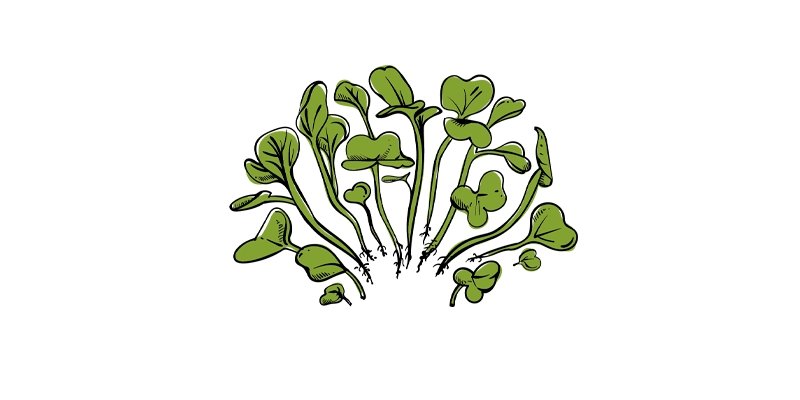 Chinese Cabbage Microgreens - Organo Republic