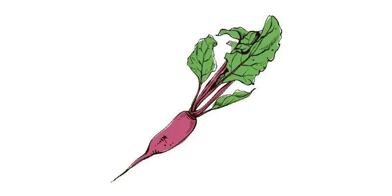 Cylindra Beet - Organo Republic seeds store Cylindra Beet