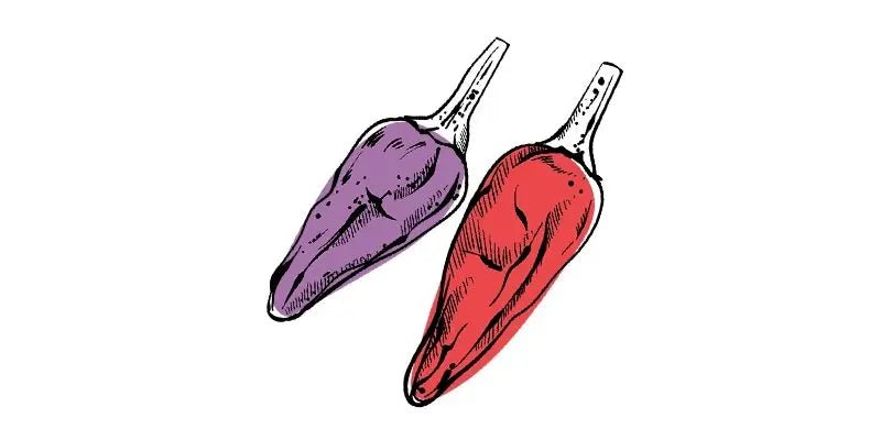 Fire Cracker Pepper - Organo Republic seeds store Fire Cracker Pepper