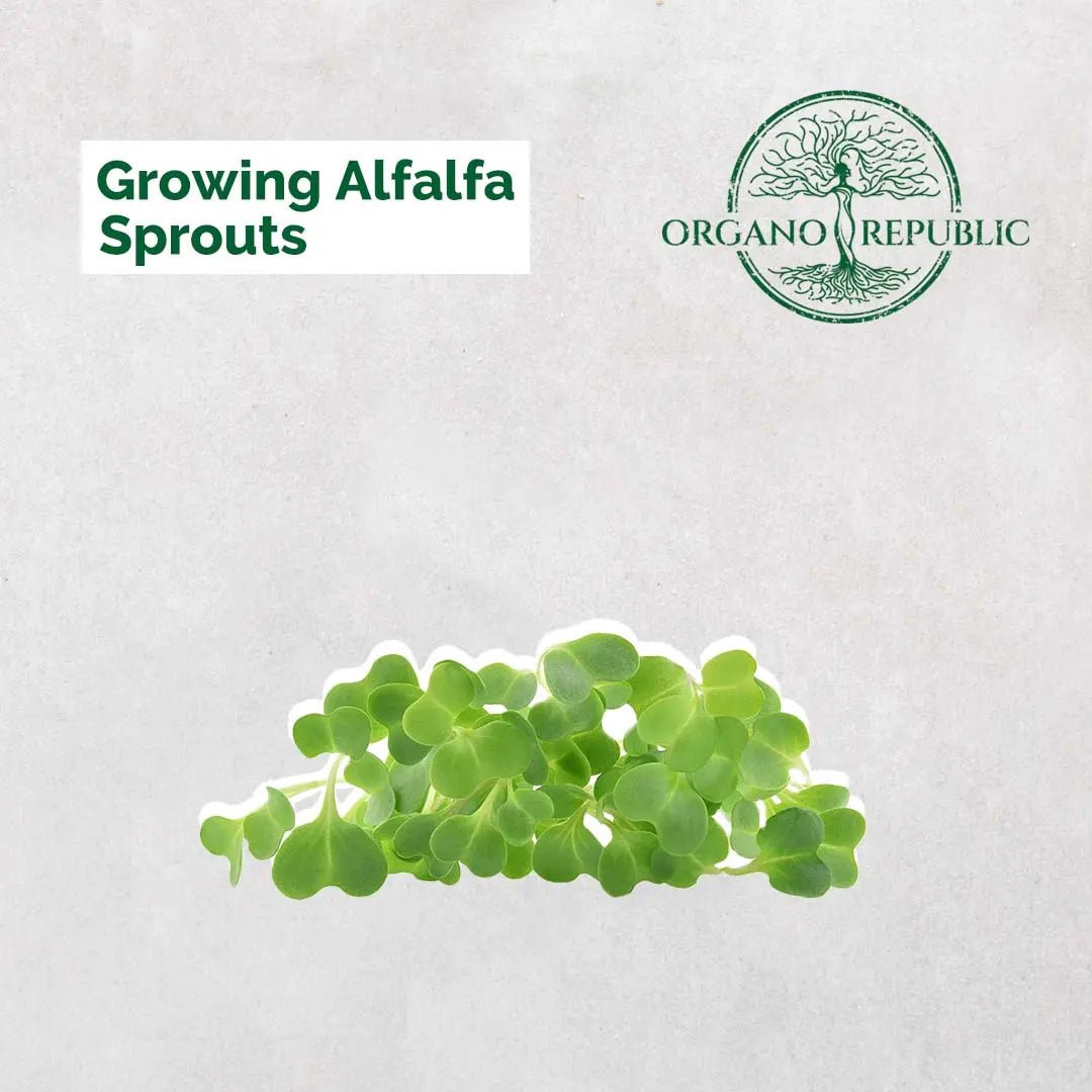 Growing Alfalfa Sprouts - Organo Republic seeds store Growing Alfalfa Sprouts