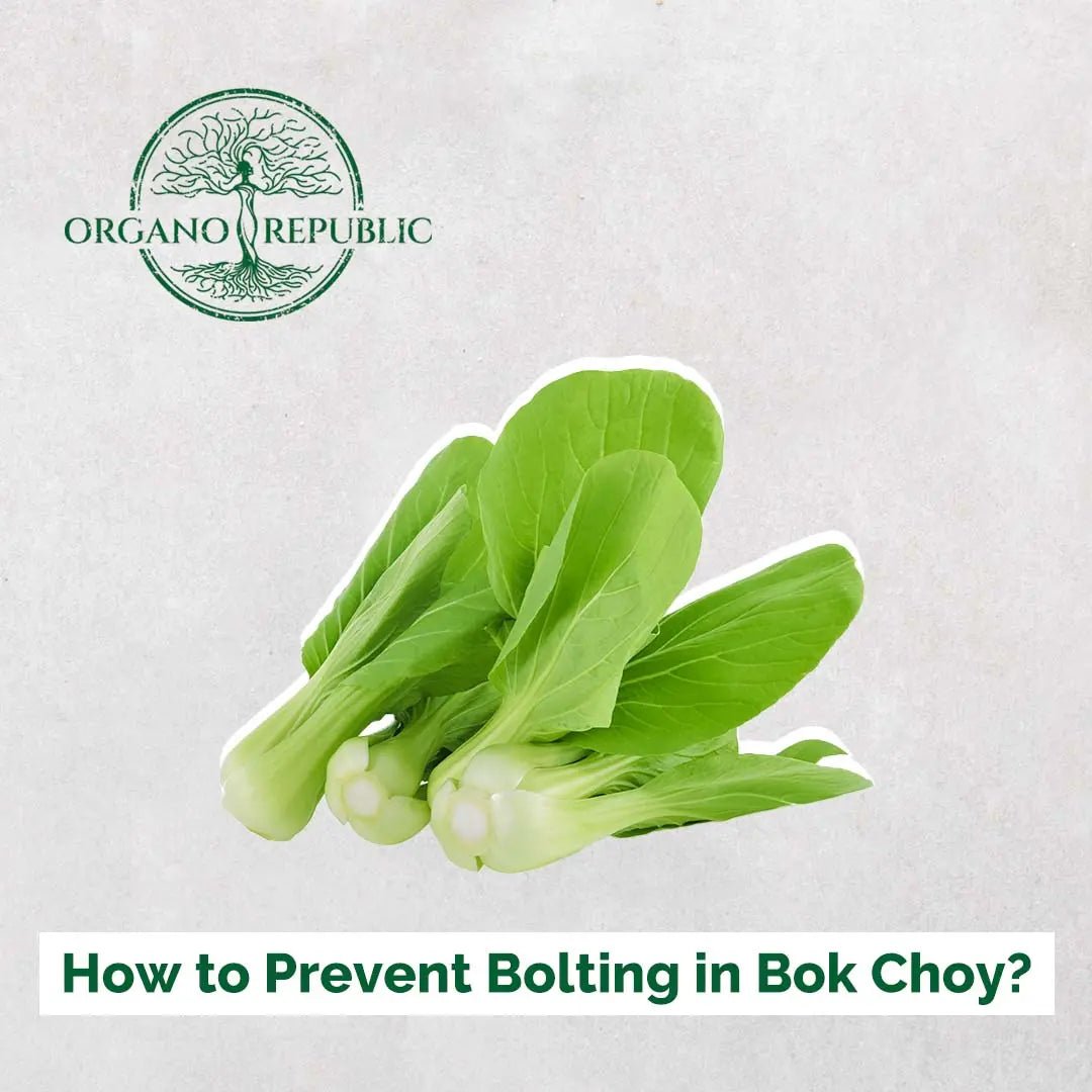 How to Prevent Bolting in Bok Choy? - Organo Republic seeds store How to Prevent Bolting in Bok Choy?