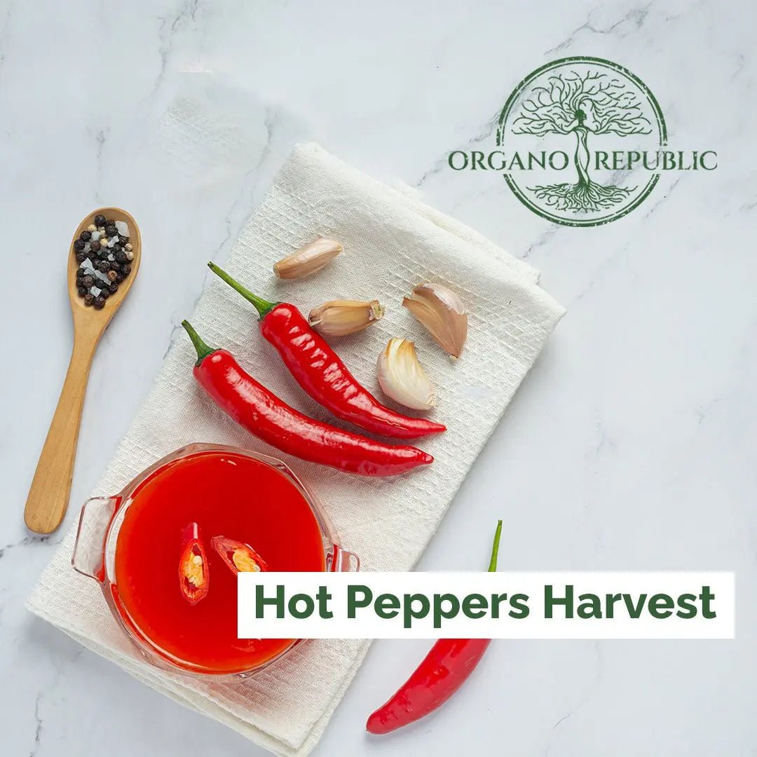 When To Pick Hot Peppers - Organo Republic seeds store When To Pick Hot Peppers