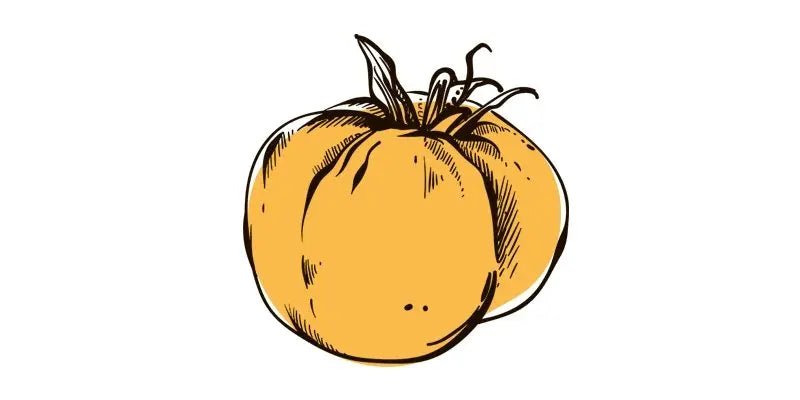 Yellow Stuffer Tomato - Organo Republic seeds store Yellow Stuffer Tomato