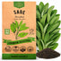 Sage Seeds Pack 1.5 G