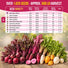 10 Rare Beet Seeds Variety Pack