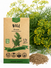 Dill Bouquet Seeds