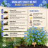 Cape Forget-Me-Not Seeds Pack 3G