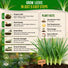 Onion Leek Seeds Pack 1G