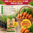 Carrot Royal Chantenay Seeds Pack 1G