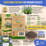 Borage Seeds Pack 1.50G