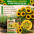 Sunflower Black Oil Seeds Pack 9G