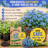 Cape Forget-Me-Not Seeds Pack 3G