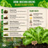 Mustard Southern Giant Seeds Pack 5G
