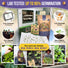 30 Medicinal Tea Herb & Flower Seeds Variety Pack