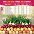 8 Onion Seeds Variety Pack