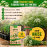 Anise Seeds Pack 5G