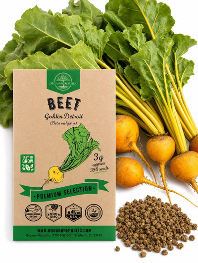 Golden Detroit Beet Seeds – Non-GMO Heirloom