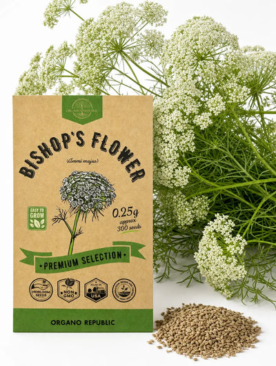 Ammi Majus Seeds (Bishops Flower) – Non-GMO Heirloom