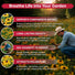 Black-Eyed Susan Seeds Organo Republic
