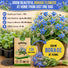 Borage Seeds Pack 1.50G