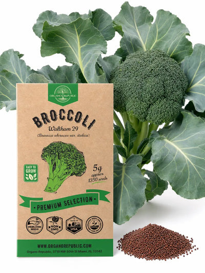 Waltham 29 Broccoli Seeds – Non-GMO Heirloom