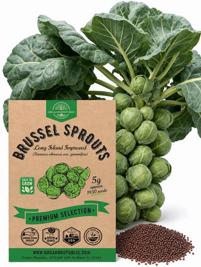 Long Island Improved Brussels Sprouts Seeds – Non-GMO Heirloom