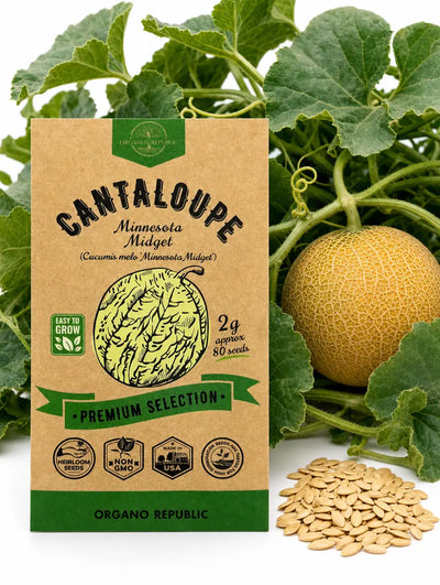 Minnesota Midget Cantaloupe Seeds – Non-GMO Heirloom