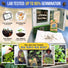 Cape Forget-Me-Not Seeds Pack 3G