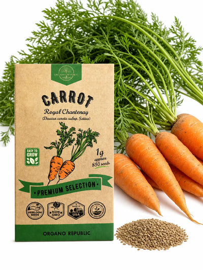 Chantenay Carrot Seeds – Royal, Non-GMO Heirloom