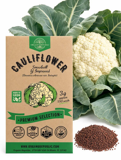 Snowball Y Improved Cauliflower Seeds – Non-GMO Heirloom