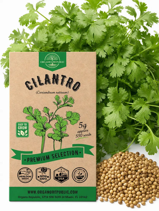 Cilantro Seeds