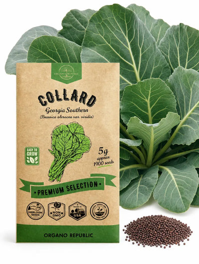 Georgia Southern Collard Greens Seeds – Non-GMO Heirloom