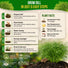 Dill Bouquet Seeds Pack 5G