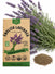 English Lavender Seeds