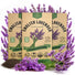 English Lavender Seeds Organo Republic
