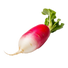 Radish French Breakfast - 2G