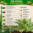 Green Globe Artichoke Seeds Pack 2G