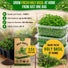 Holy Basil Seeds Pack 0.5G
